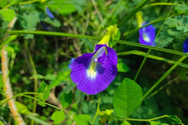 Butterfly Pea Flower