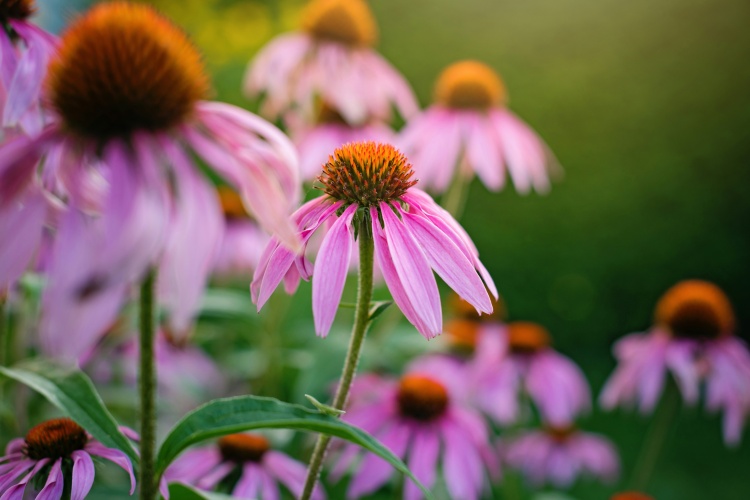 Herbal Immune Support for Autumn: Turmeric, Echinacea & Elderberry