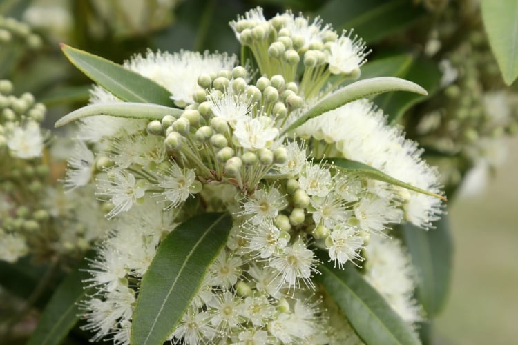 Lemon Myrtle a diverse Australian native