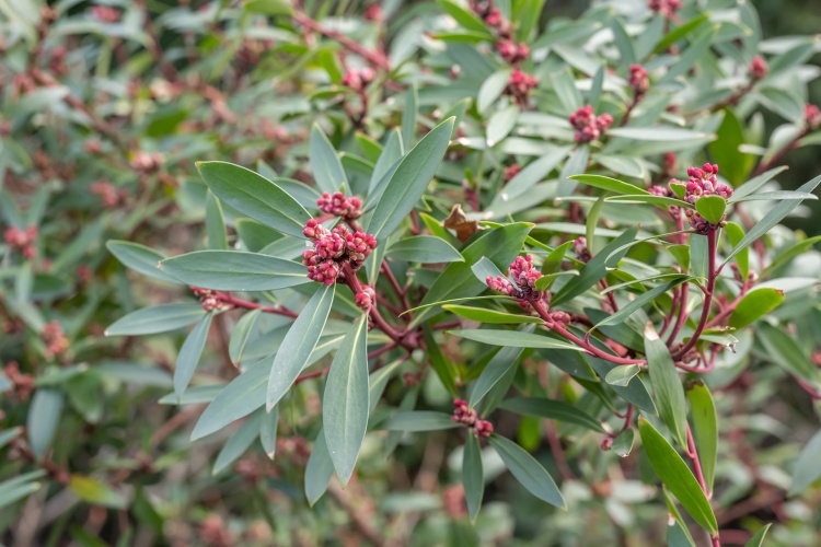 Mountain Pepperberry: The Fiery Jewel of the Australian Wilderness