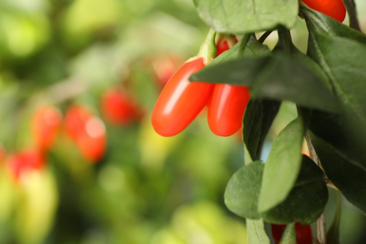 The Remarkable Benefits of Goji Berries: A Nutritional Powerhouse