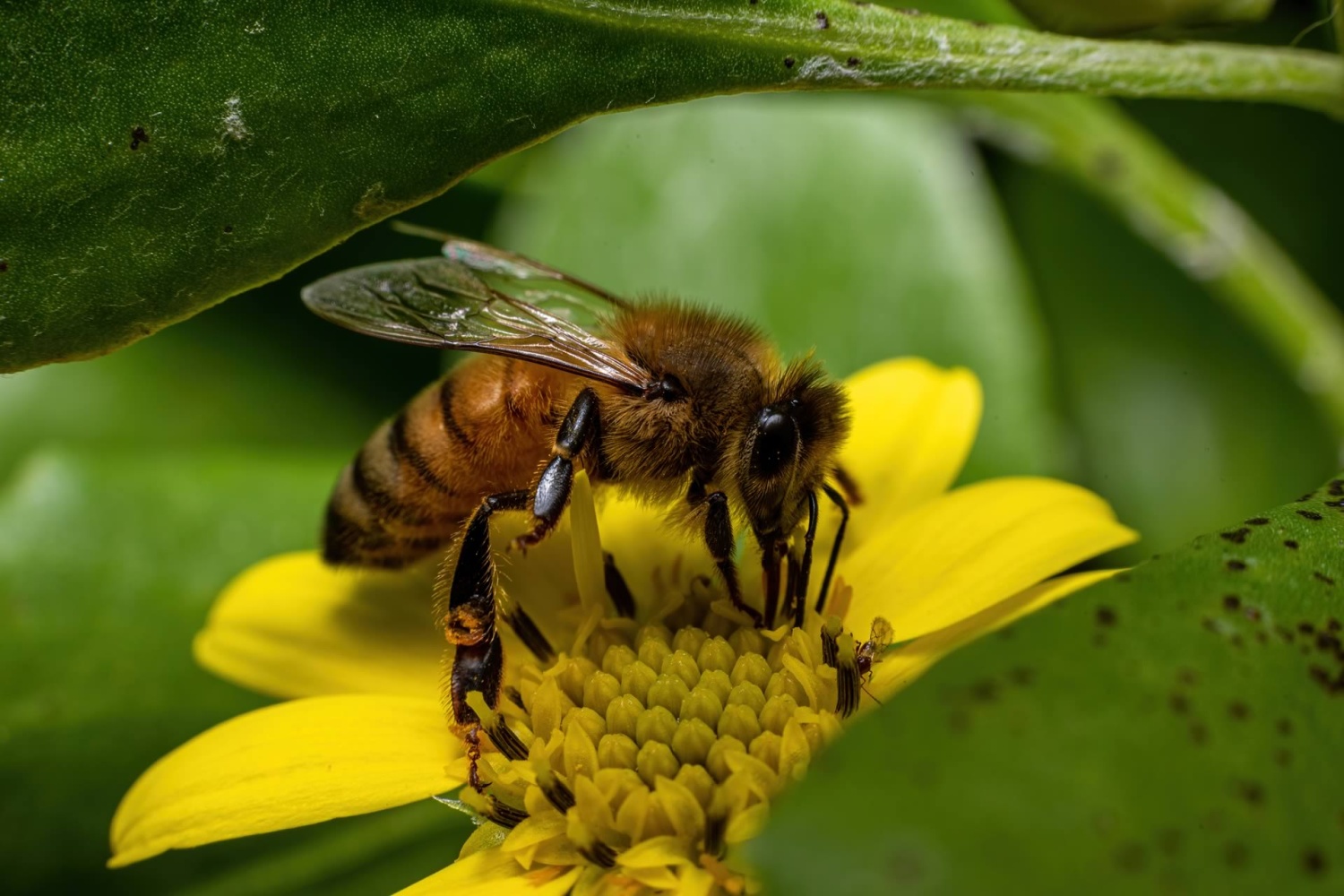 Bee collecting Pollen